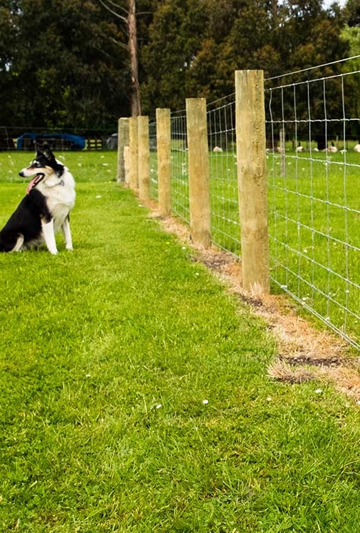 Farm Fence detail 1